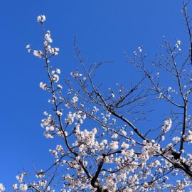 今日の春日井の桜