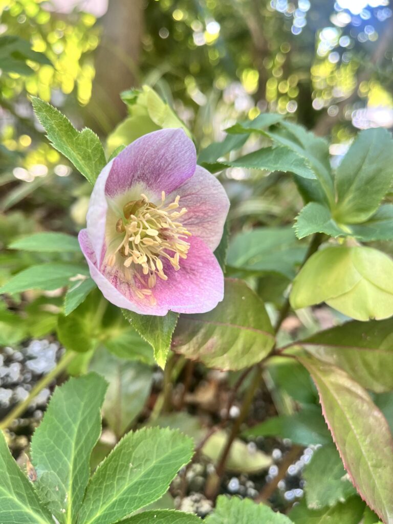 庭のクリスマスローズ